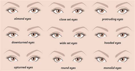 What's my eye shape. Things To Know About What's my eye shape. 